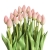 PhotoRoom_20240117_152924.jpeg