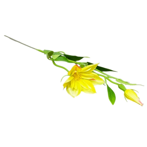 PhotoRoom-20240207-230851.JPG