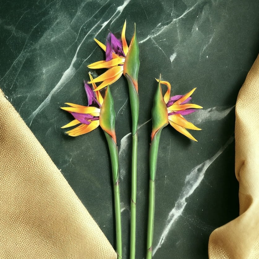 sztuczna gałązka strelicji