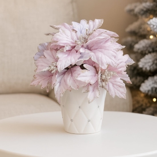 Gwiazda betlejemska w doniczce 