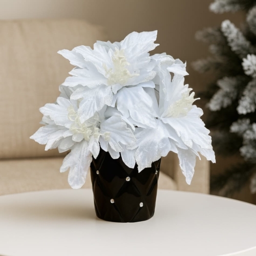 Gwiazda betlejemska w doniczce  