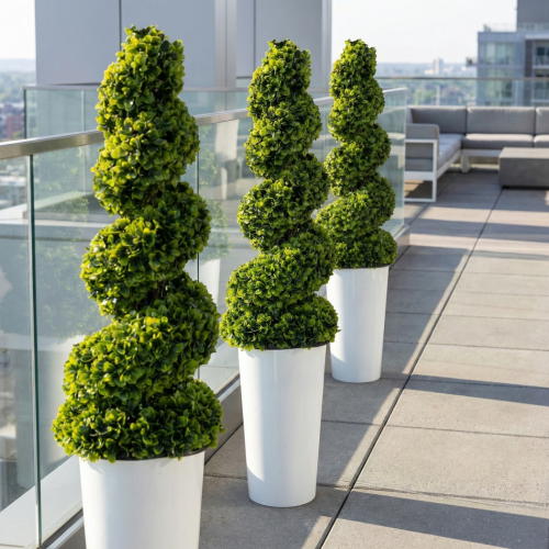 Bukszpan spiralny w donicy 