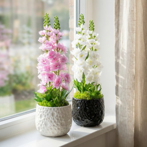 Ostróżka w doniczce 