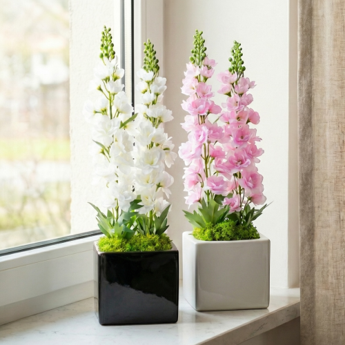 Ostróżka w doniczce 