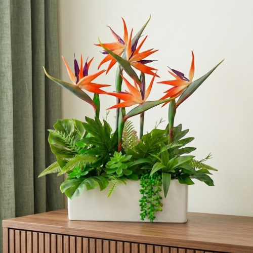 Strelicja królewska w doniczce 