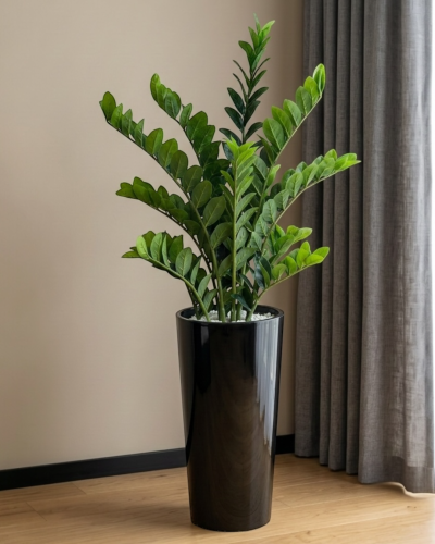 Zamiokulkas  w donicy