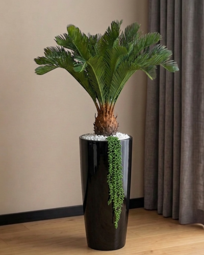 Palma cykas w doniczce 