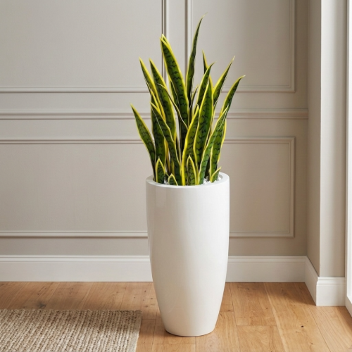 Sansewieria w donicy 