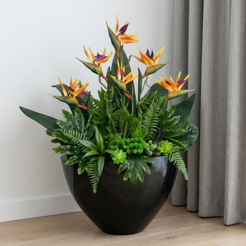 Strelicja królewska w donicy 