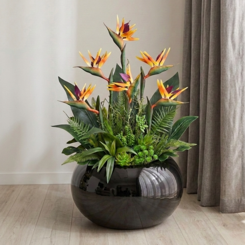 Strelicja królewska w donicy 