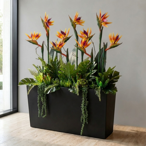 Strelicja królewska w donicy 