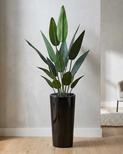 Strelicja królewska w donicy 