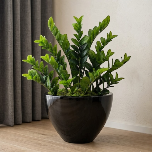 Zamiokulkas  w donicy