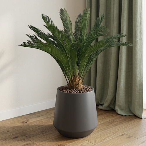 Palma cykas w donicy 