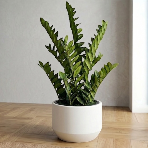 Zamiokulkas w donicy