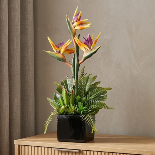 Strelicja królewska w donicy 