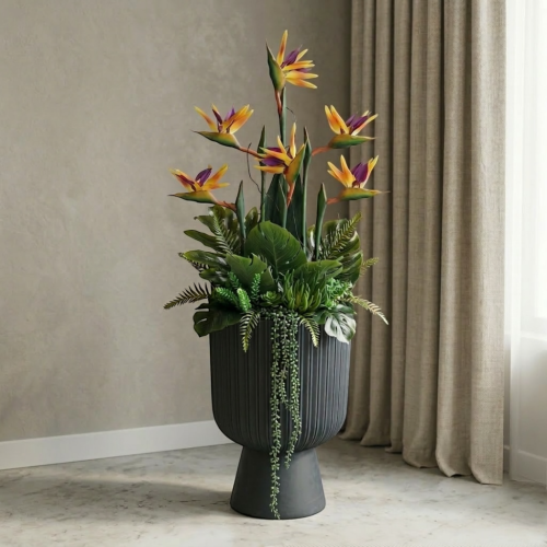 Strelicja królewska w donicy