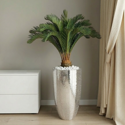 Palma cykas w donicy 