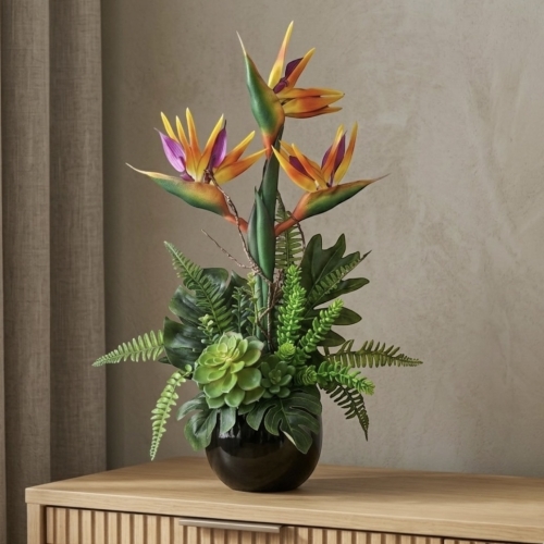 Strelicja królewska w donicy