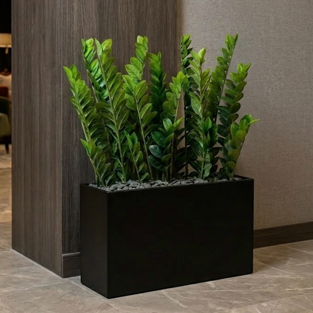 zamiokulkas w donicy