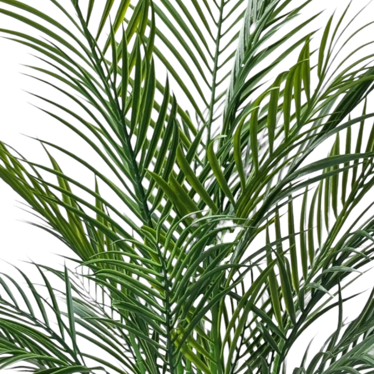 IMG_6057 (1).PNG