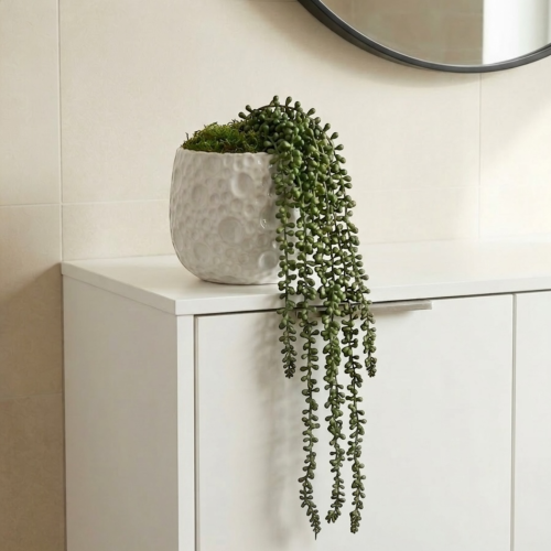 Zwisający sukulent w doniczce 