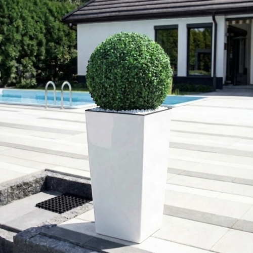 Kula bukszpan w donicy 