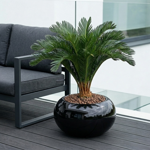 Palma cykas w donicy  