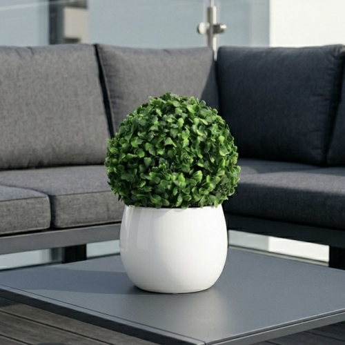 Kula bukszpan w doniczce 