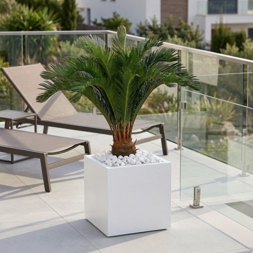 Palma cykas w donicy  