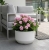 Pelargonia w donicy