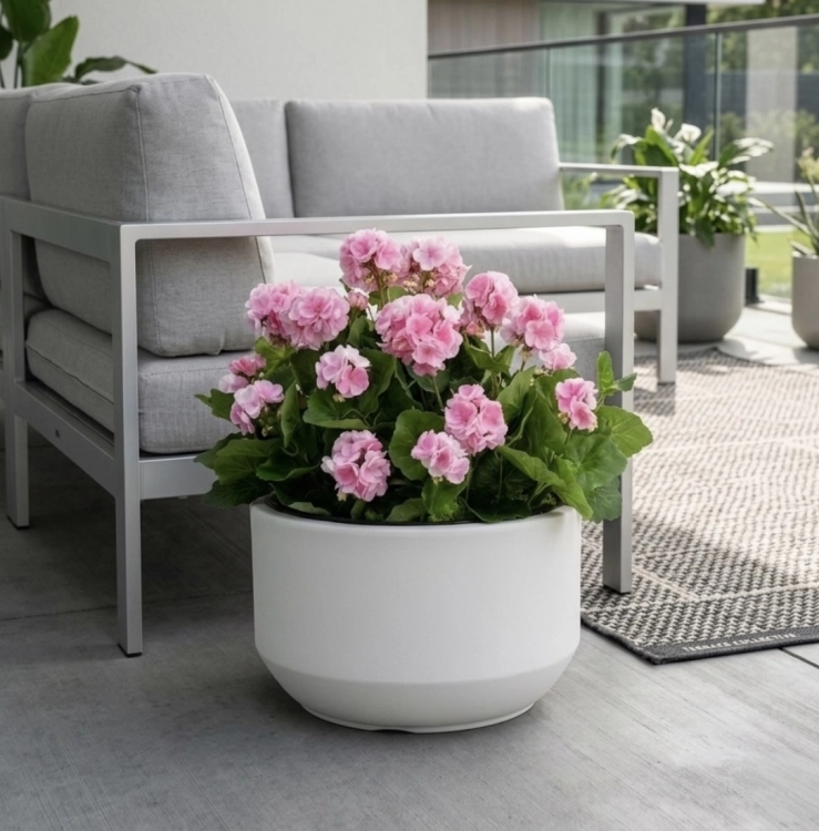 Pelargonia w donicy