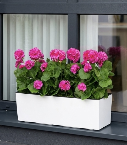 Pelargonia w donicy