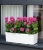 Pelargonia w donicy