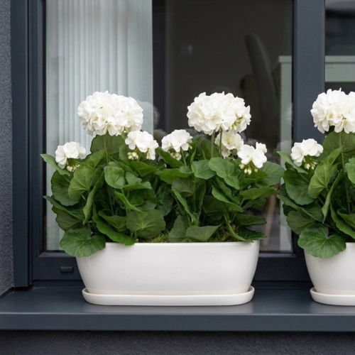 Pelargonia w donicy