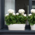 Pelargonia w donicy