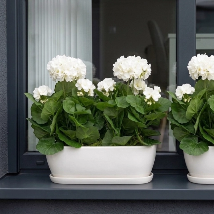 Pelargonia w donicy