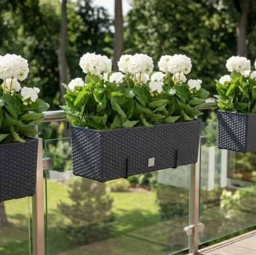 Pelargonia w donicy do zawieszenia 