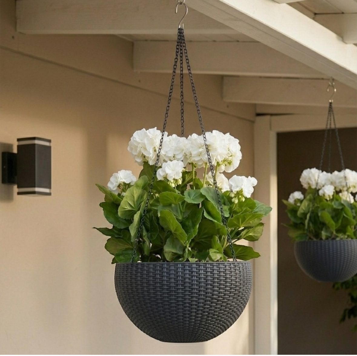 Pelargonia w doniczce wiszącej