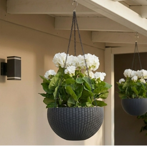 Pelargonia w doniczce wiszącej 