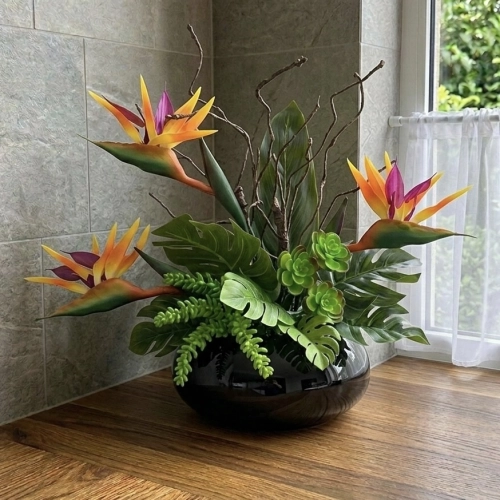 Strelicja królewska w donicy 