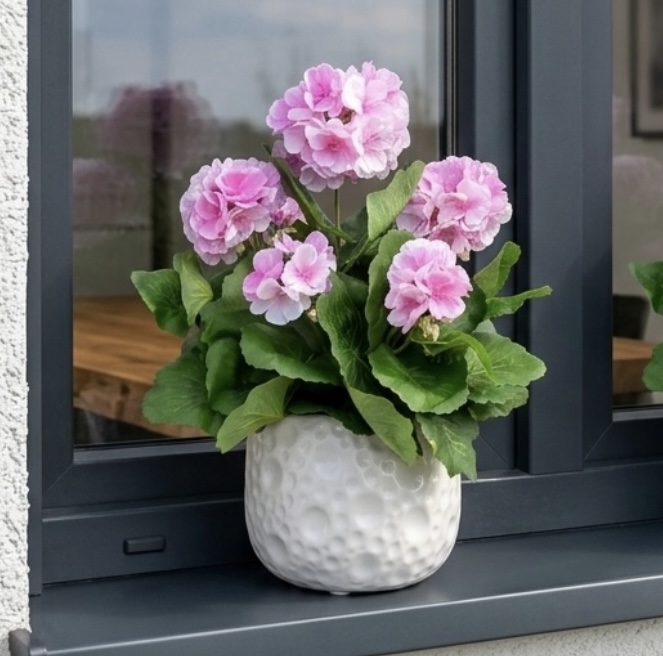 Pelargonia w donicze