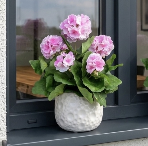 Pelargonia w donicze