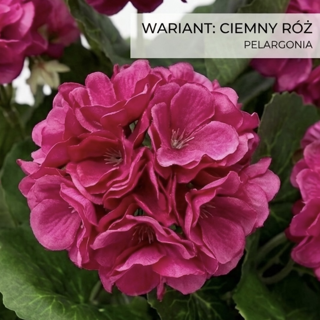 Photoroom_20260415_100039 (3).jpg