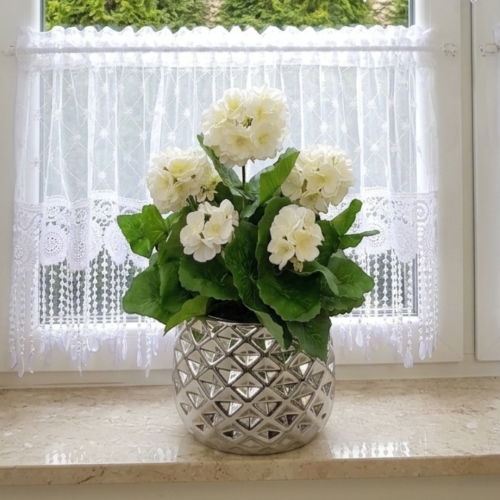 pelargonia w doniczce
