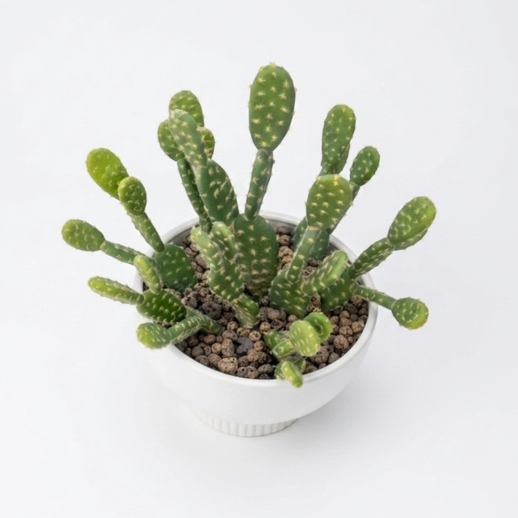 Photoroom_20260513_084817.PNG