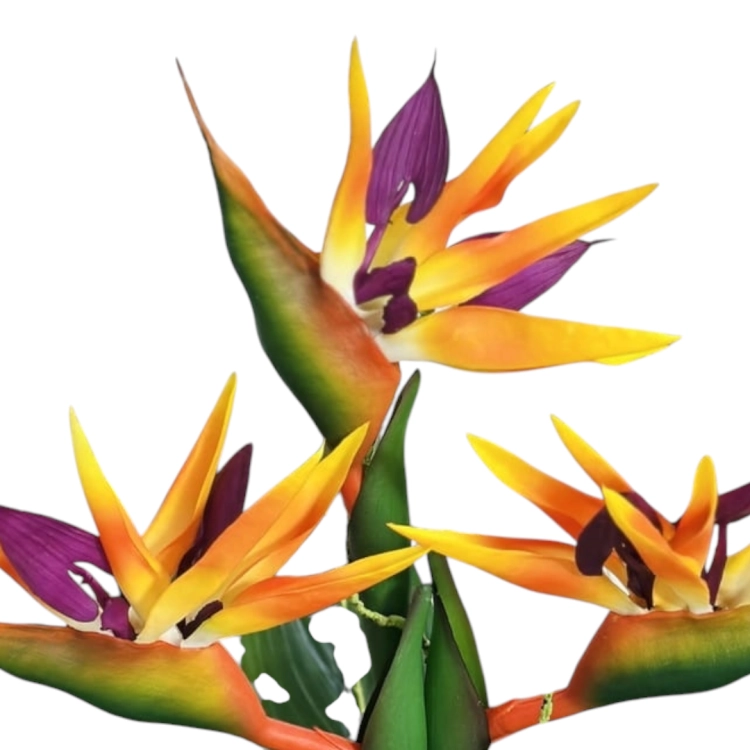Photoroom_20260701_223451.png